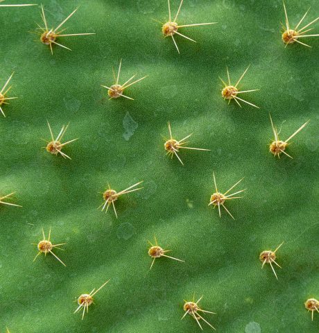 detail-on-leaf-opuntia-cactus-2456714
